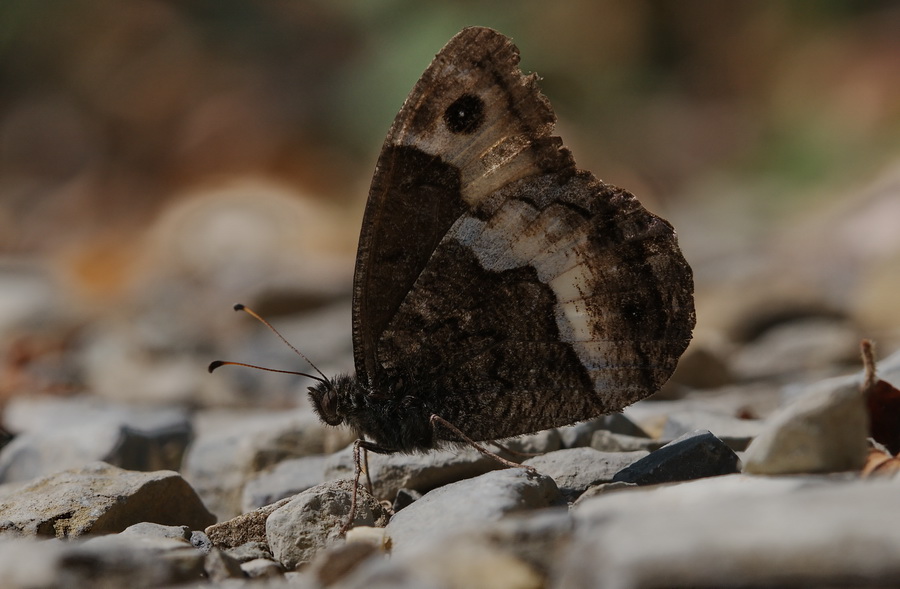 Nymphalidae Satyrinae da determinare